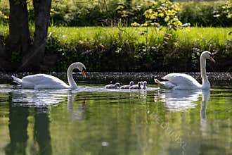 The swans parents are take care their newborn baby.