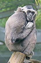 Pileated gibbon 1