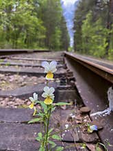 in May, pansies grow and bloom on the rails