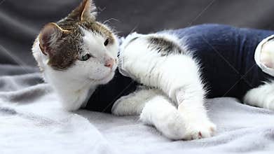 Cat in a postoperative bandage. Cat after anesthesia