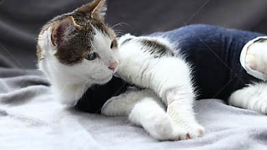 Cat in a postoperative bandage. Cat after anesthesia