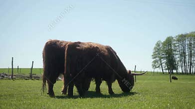 Male and female large artiodactyl mammals are herbivorous animals.