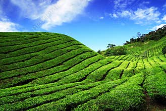 Bahrat Tea Plantation