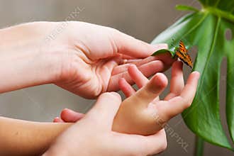 Butterfly in hands