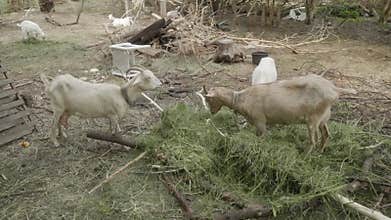 A domestic goats with horns and cattle ear tags on their ears eat mown grass.