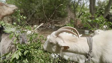 White domestic goats with cattle ear tags gnaw leaves from tree branches.