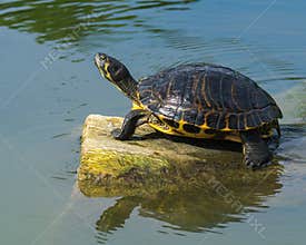 Florida Tortoise Resting on a Rock within the Lake