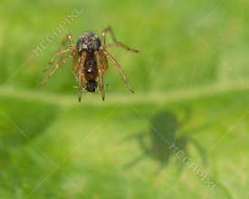 Brown Spider Casting a Shadow on a Green Leaf