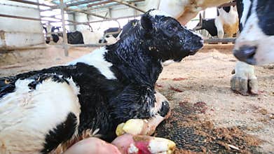 Cow with black and white newborn calf on dairy