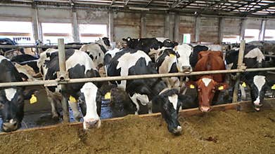The cows in a stable eating straw through fences