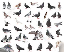 Pigeons