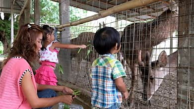 Asian boy and girl with mother are feeding animal in the zoo.