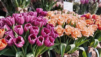 Vibrant Spring Tulips and Roses Bouquets at Local Flower Market