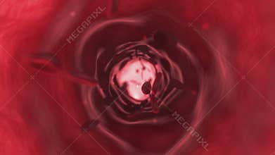 Vein interior with cells