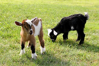 Baby Farm Goats Eating Grass