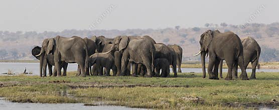 Panoramic side shot of elephants crossing the choebe river in south africa