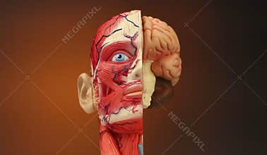 Human Anatomy - HD