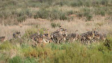 A large brood of small ostrich chicks walking in natural habitat, Kalahari desert, South Africa