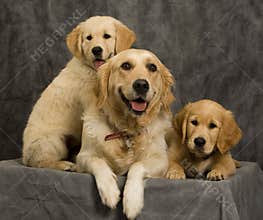 and puppies in studio