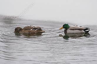 Couple of Ducks Swimming on the Lake on a Snowy Winter Day