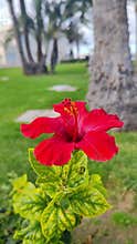 A close-up video of a bright red hibiscus flower, sharply focused against a blurry green garden with palm trees