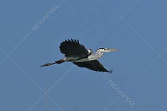 Grey heron in flight over a blue background