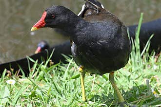 Wild moorhen by a pond in a natural environment