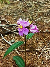 Beautiful purple senggani flower or Melastoma affine blooms in summer