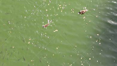 Wild ducks swimming
