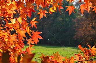 Fall leaves background