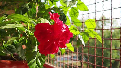 Double hibiscus is variety of hibiscus with lush, multi-layered red flowers, Chinese rose Hibiscus rosa-sinensis. Indoor form is