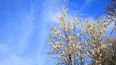 Tree flowers blooming in springtime
