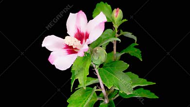 Opening Beautiful Pink Hibiscus Flower