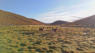 Llamas Crossing the Salt Flats of Bolivia in Late Afternoon Light