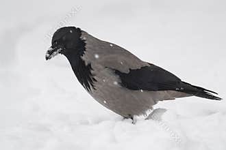 Crow Resting in the Snow on a Cold January Day