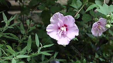 Hibiscus Mineru