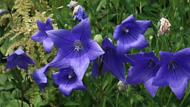 Balloon Flowers