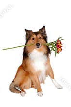 Romantic dog 3