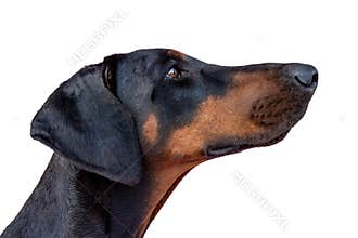 Doberman dog side profile portrait isolated on transparent background clipart with elegant head shape