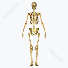 Skeleton