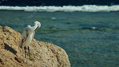 White reef heron standing on rocky shore and preening feathers above calm Red Sea water in Egypt, coastal seabird