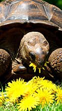 A Captivating Glimpse: Aldabra Giant Tortoise Contentedly Nibbling on a Vibrant Bouquet of Yellow Dandelions Outdoors