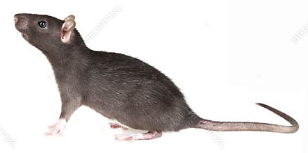 Rat