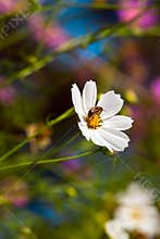 Bee on summer flower