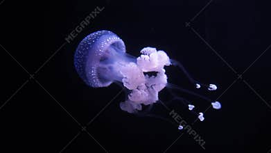 Spotted blue purple jellyfish drifts in Gran Canaria aquarium