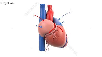 3D Animation of a Human Heart Anatomy on White Background for Medical Education