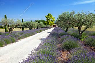 The road to farm in Provence