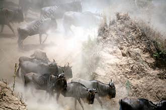 Wildebeest (Kenya)