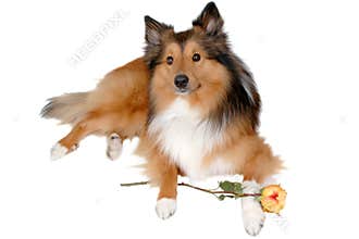 Romantic dog 5