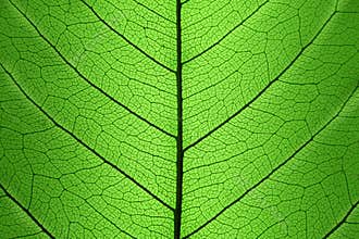 Background of Green Leaf cell structure - natural texture
